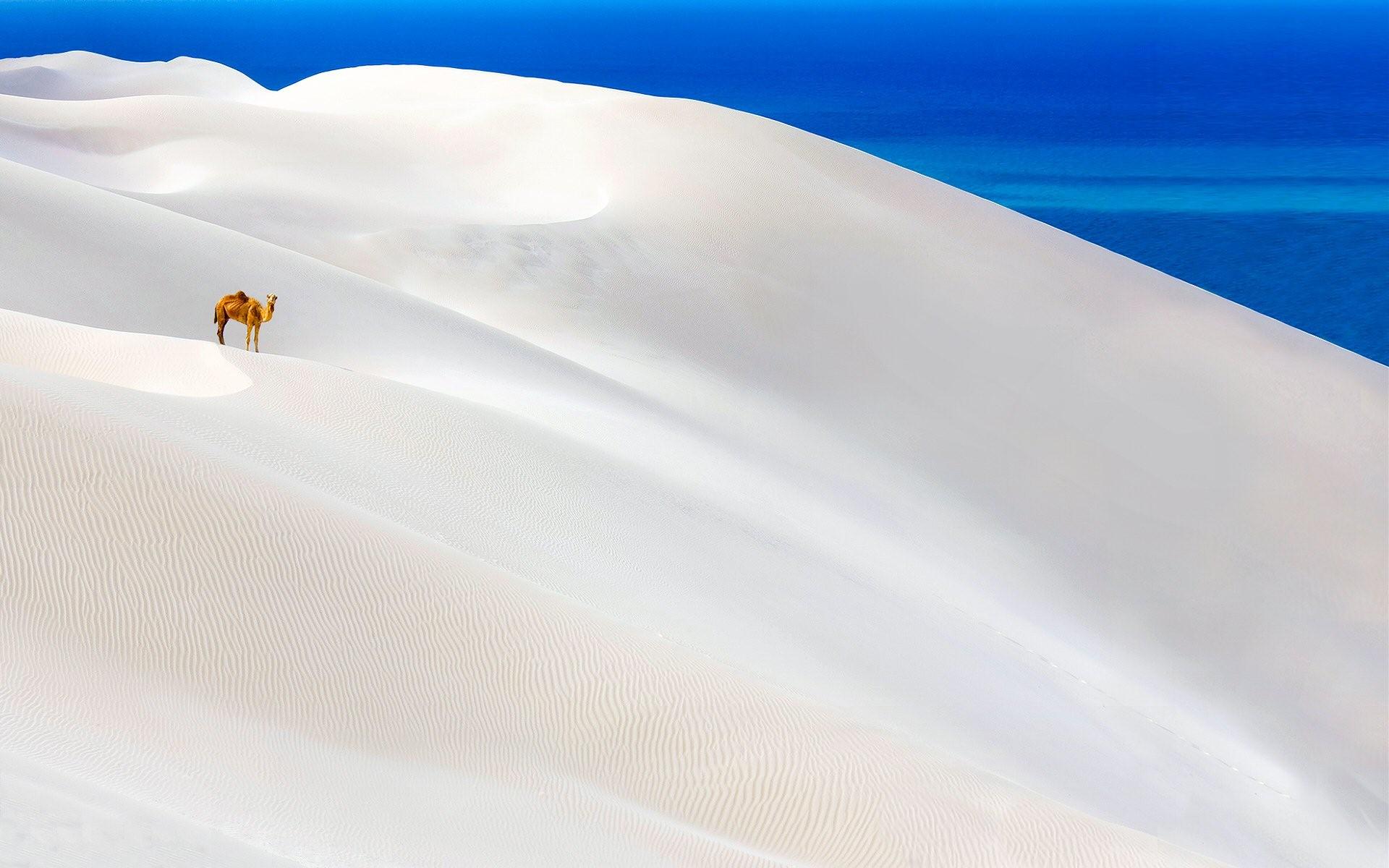 Beautiful White Desert and Camel Wallpapers
