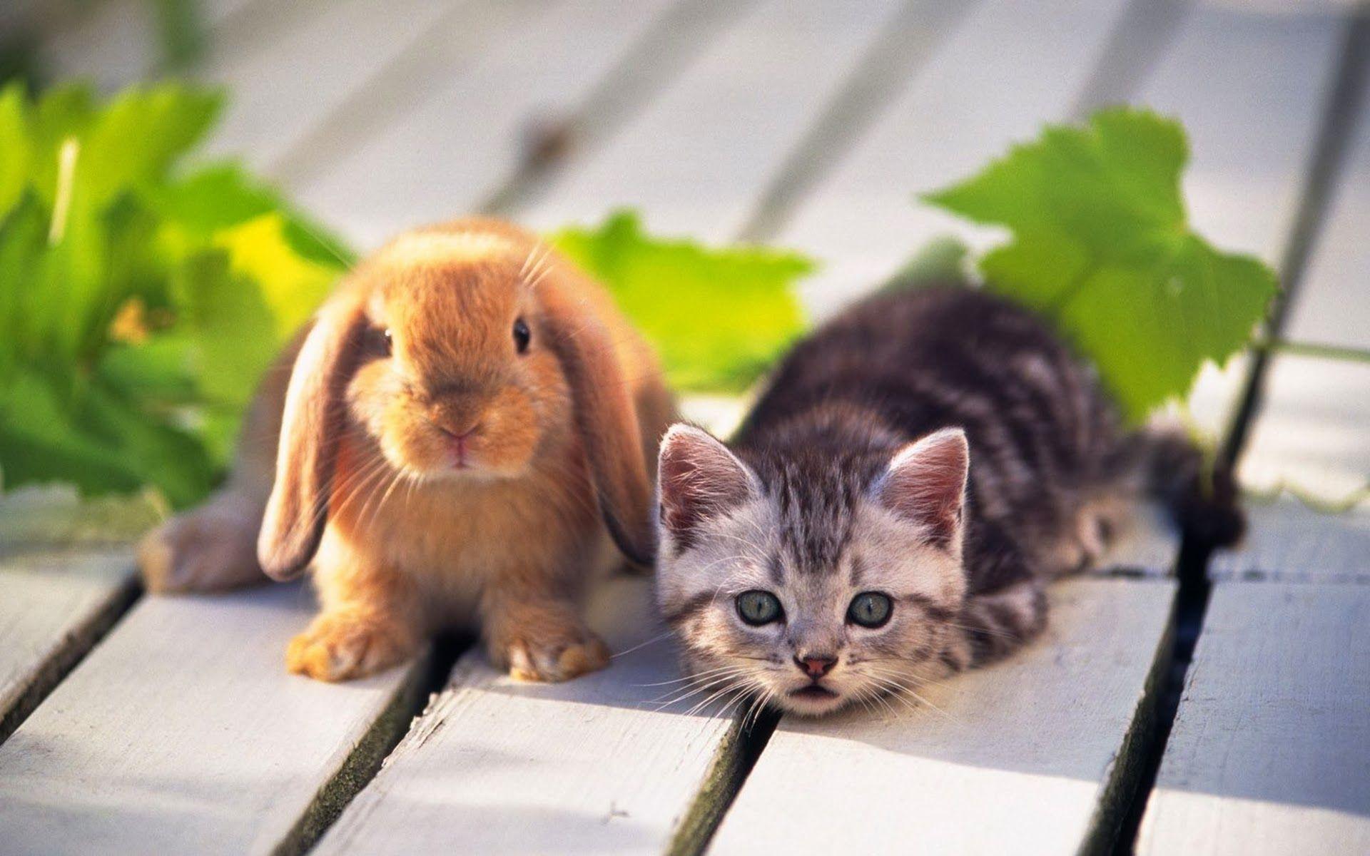 Computer Desktop Wallpaper Cats And Rabbits, HD Wallpaper