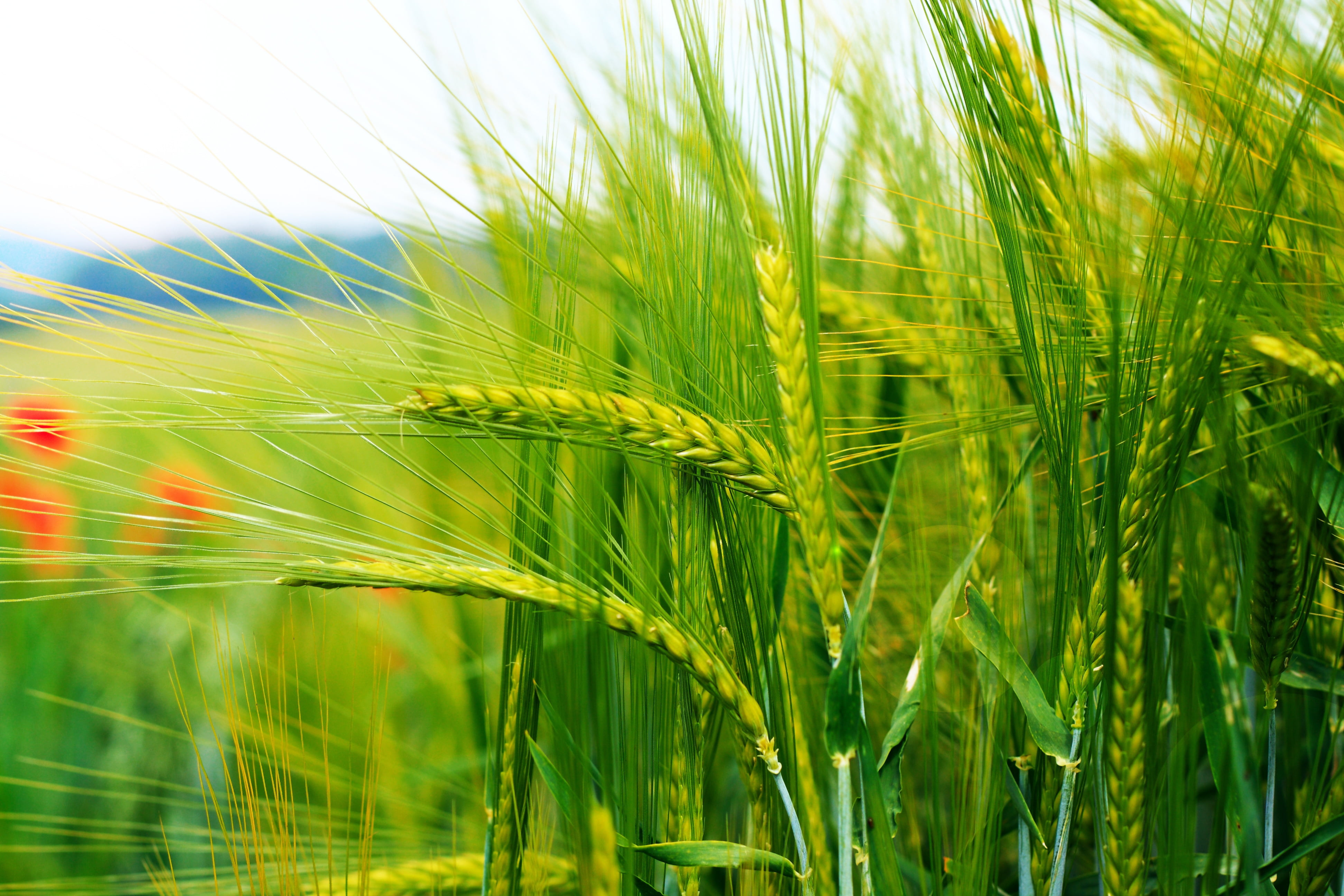 Closeup photography of green wheat field HD wallpapers