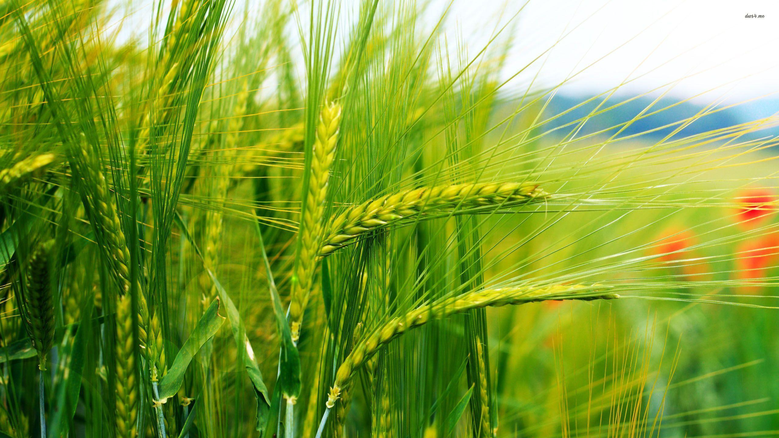 Green wheat wallpapers