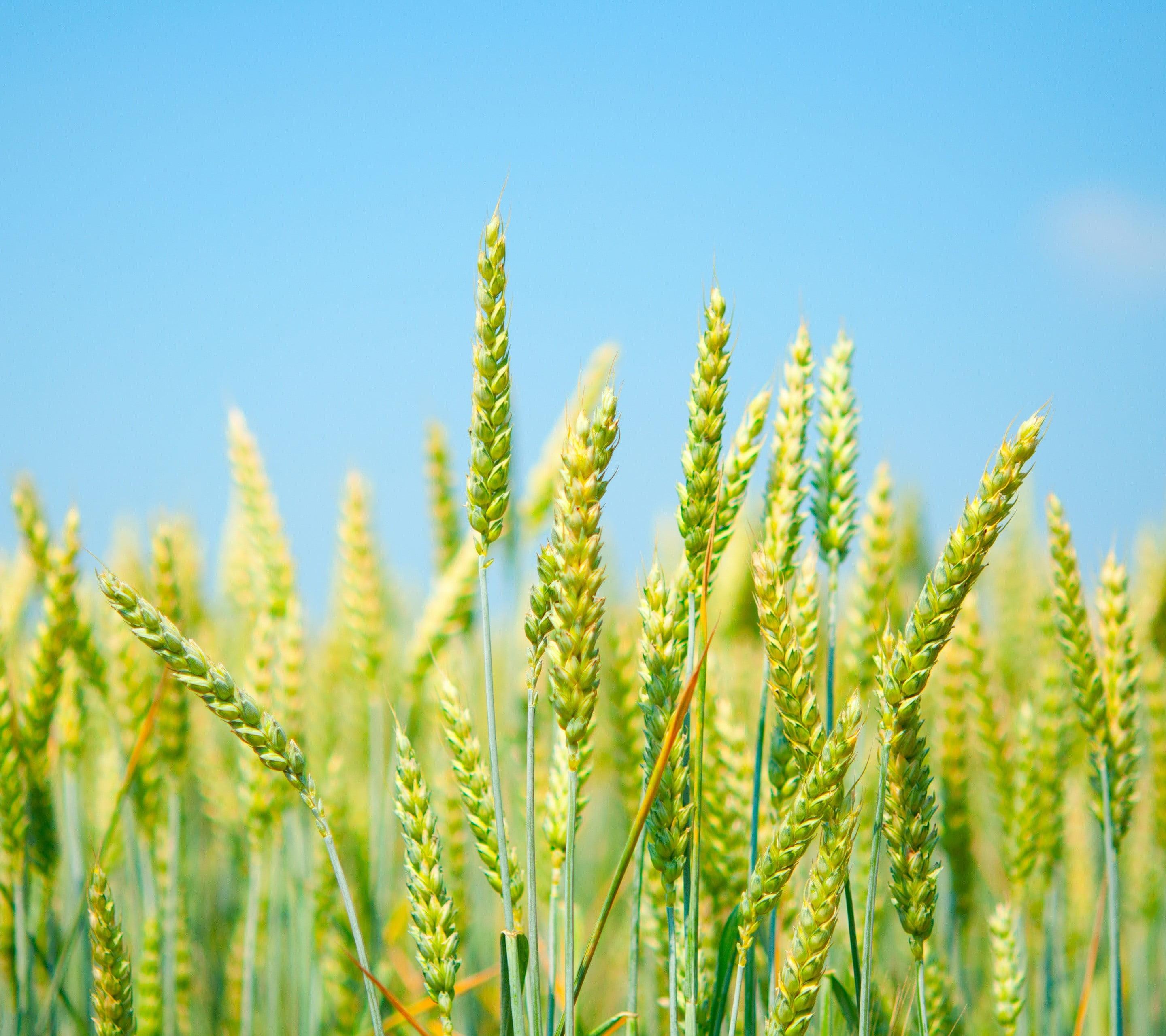 Green wheat field, nature, clear sky, field HD wallpapers