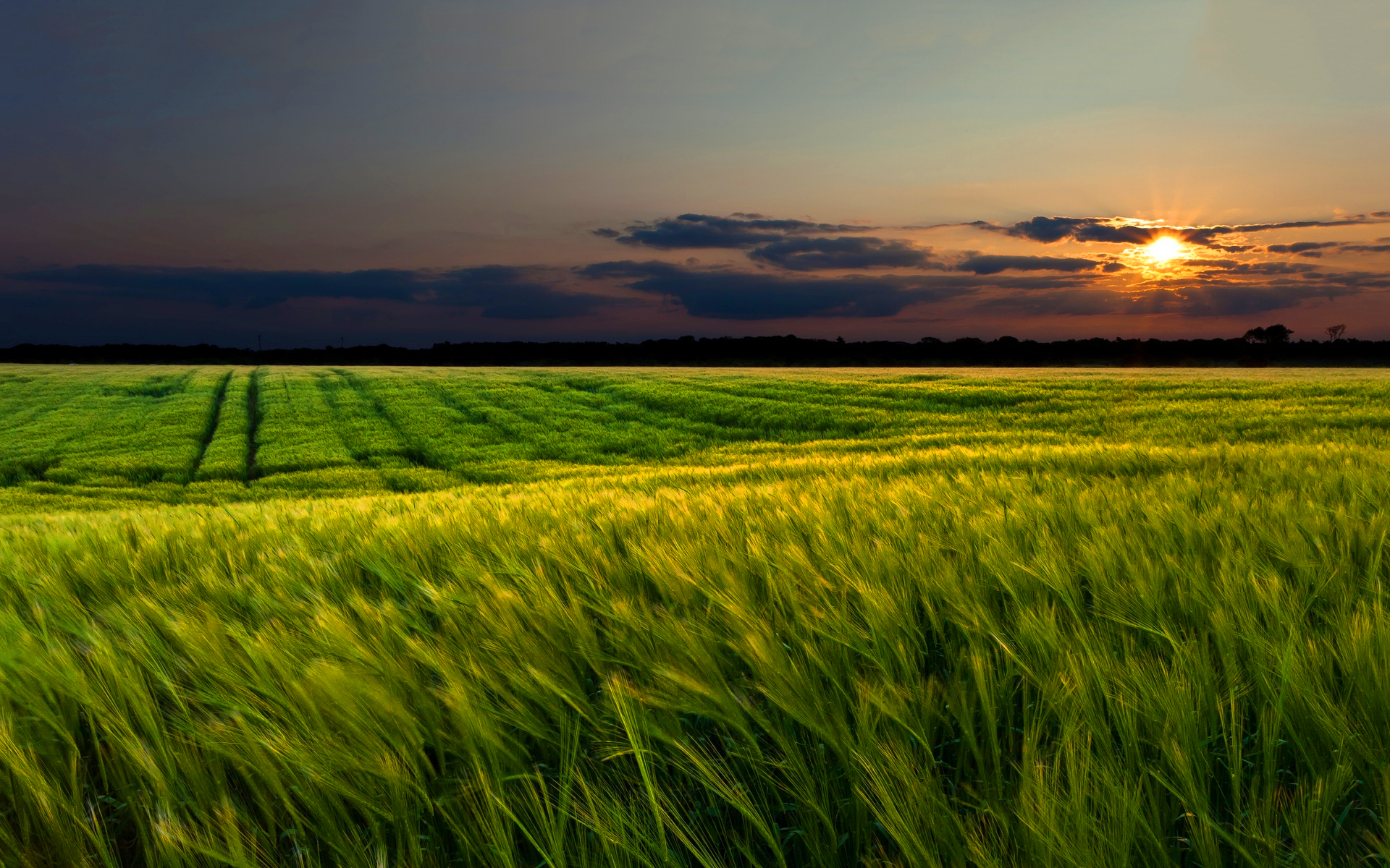 Green wheat field sunset wallpapers