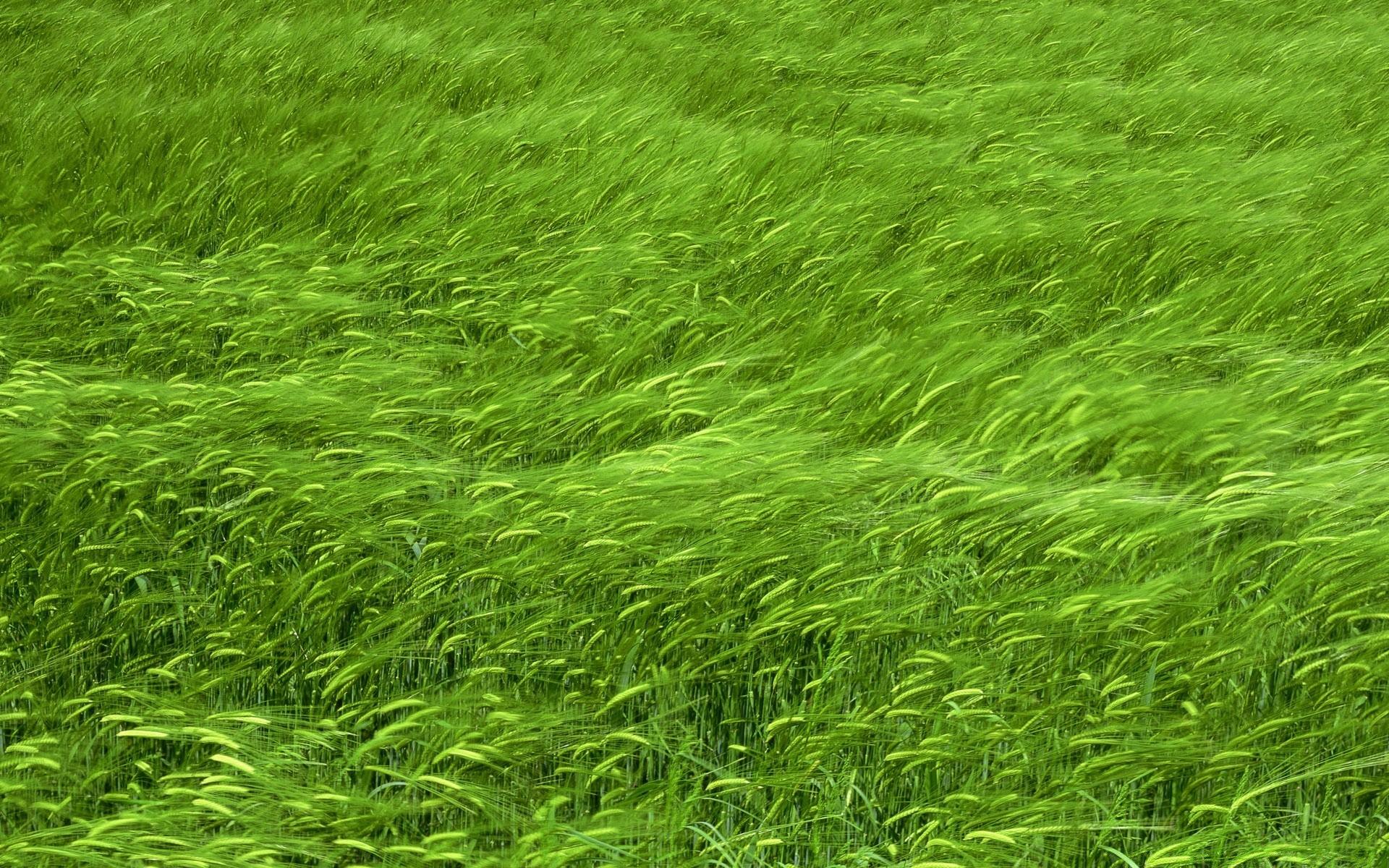 Green Wheat Field Spring