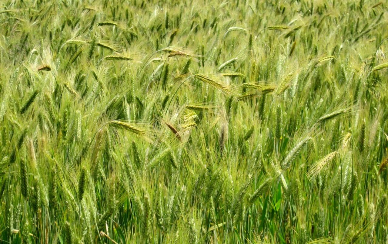 Green Wheat Field wallpapers