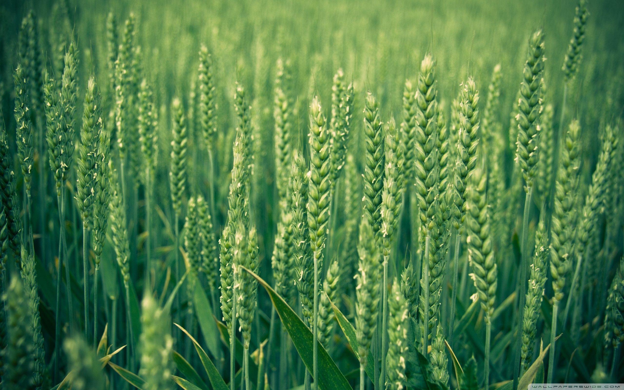 2560x1600 Wheat Field Wallpapers Download