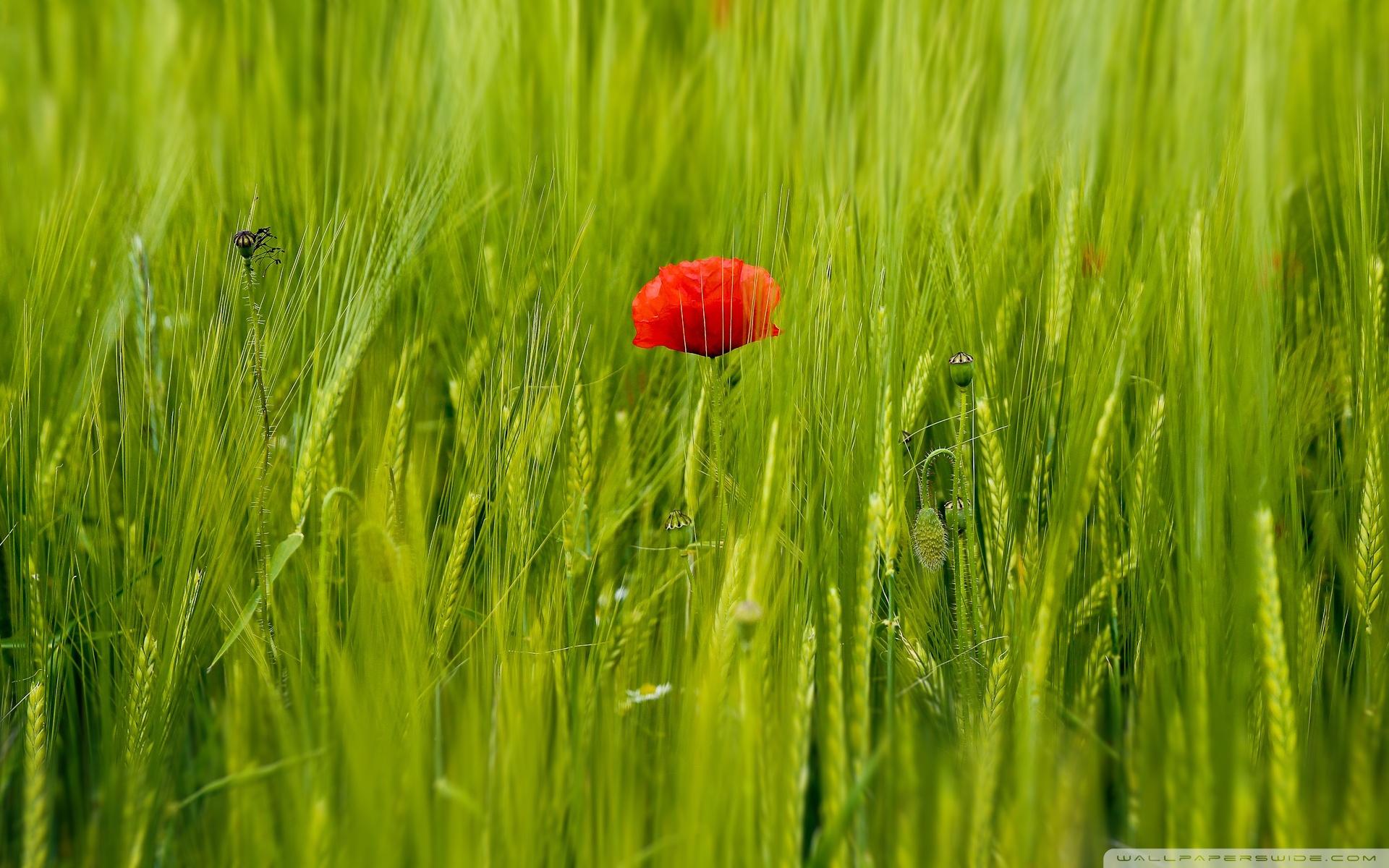 Beautiful Red Poppy, Green Wheat Field Ultra HD Desktop Backgrounds