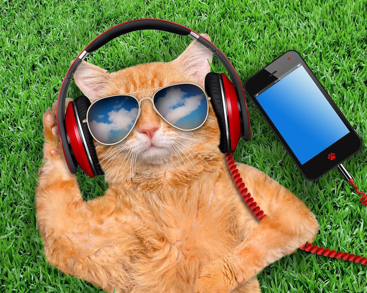 Eyeglasses Wallpaper Cat Wearing Headphones