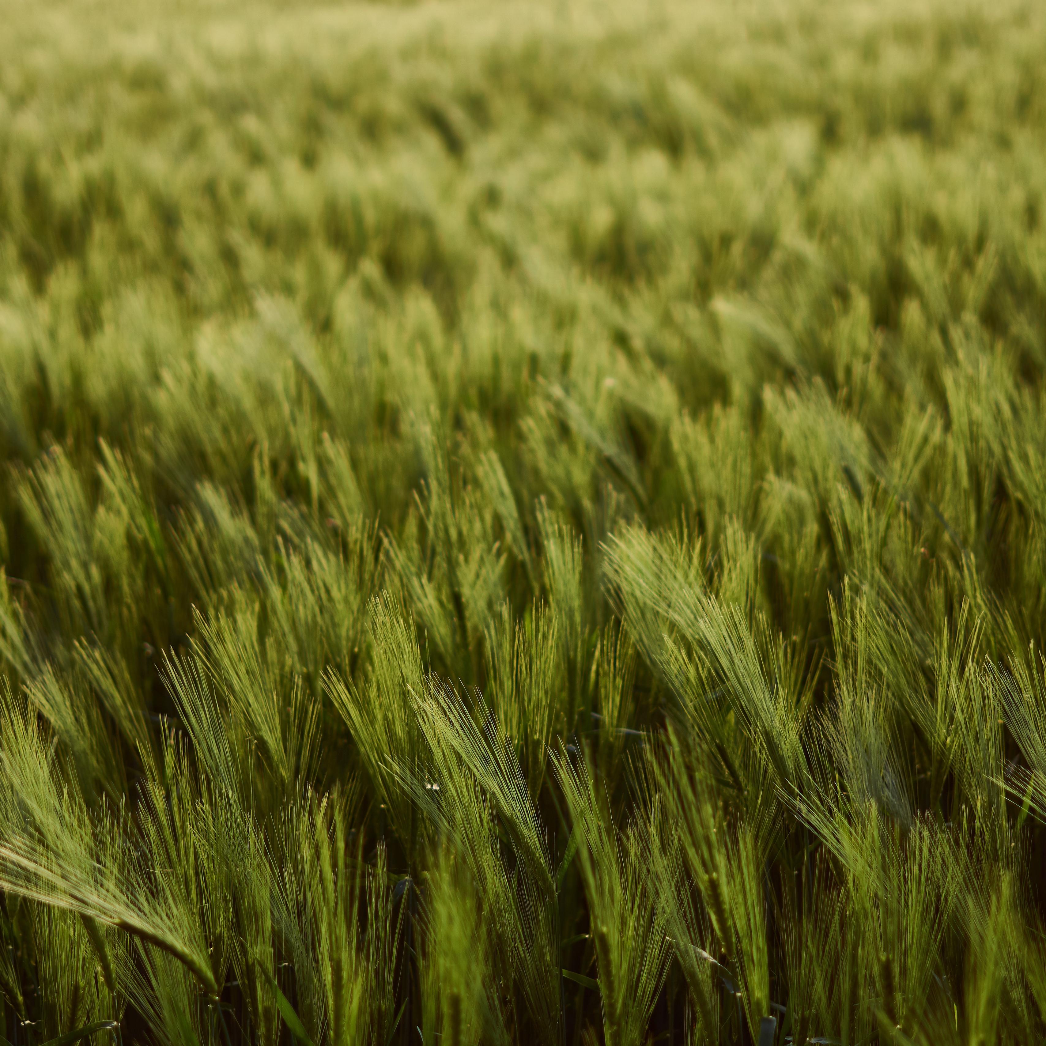 Download wallpapers 3415x3415 wheat, ears, field, green, thick
