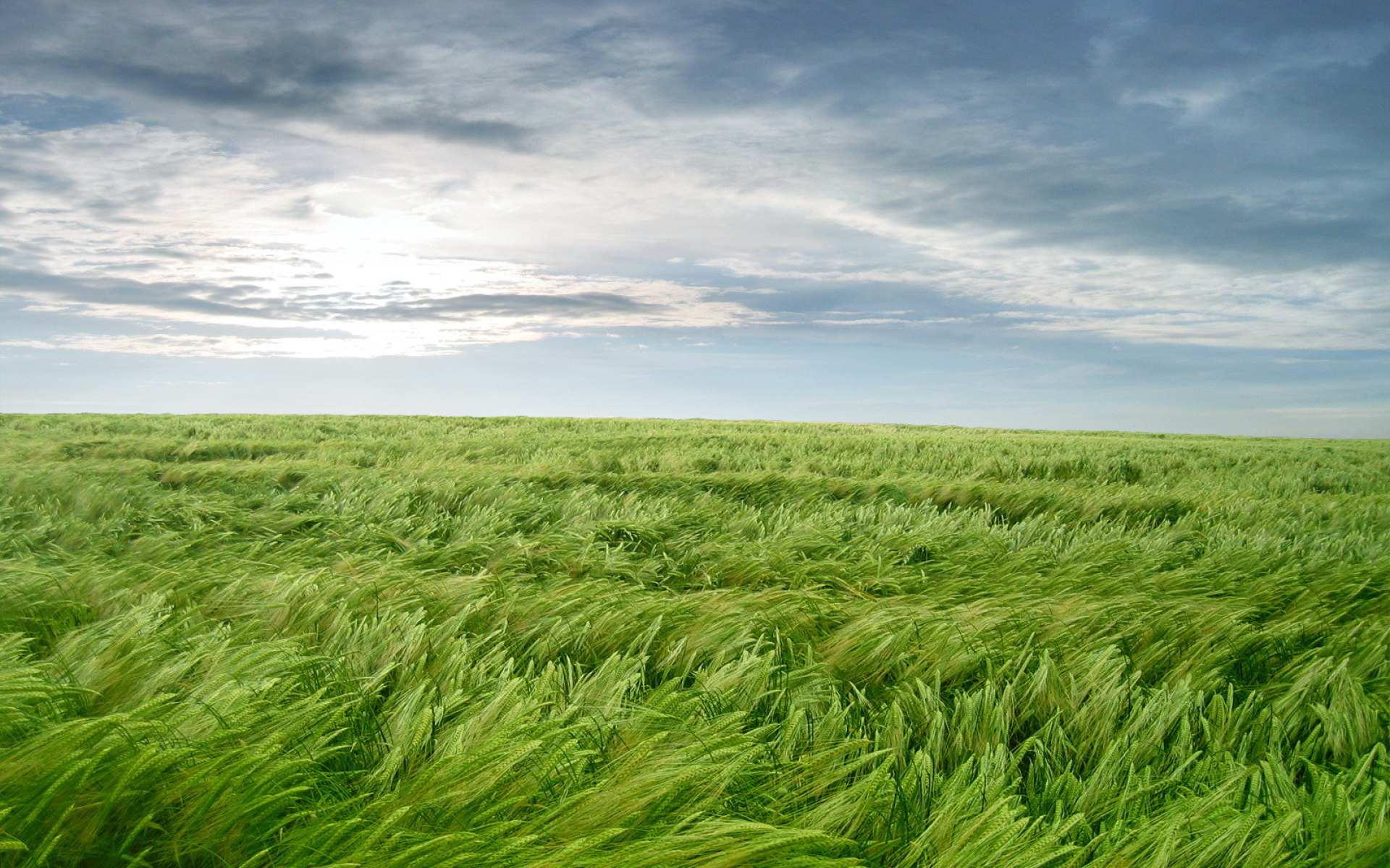 Bright Green Wheat Field wallpapers