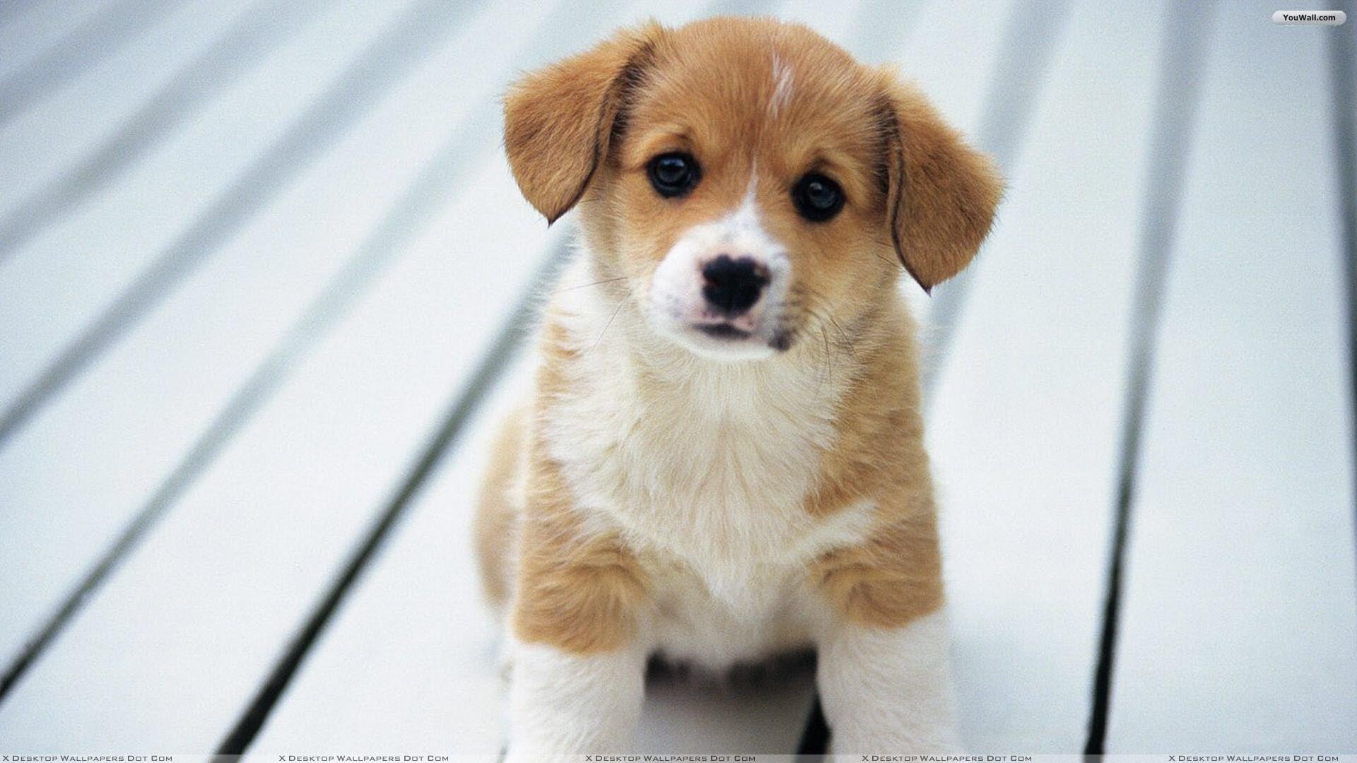 Puppy Wallpaper for Computer