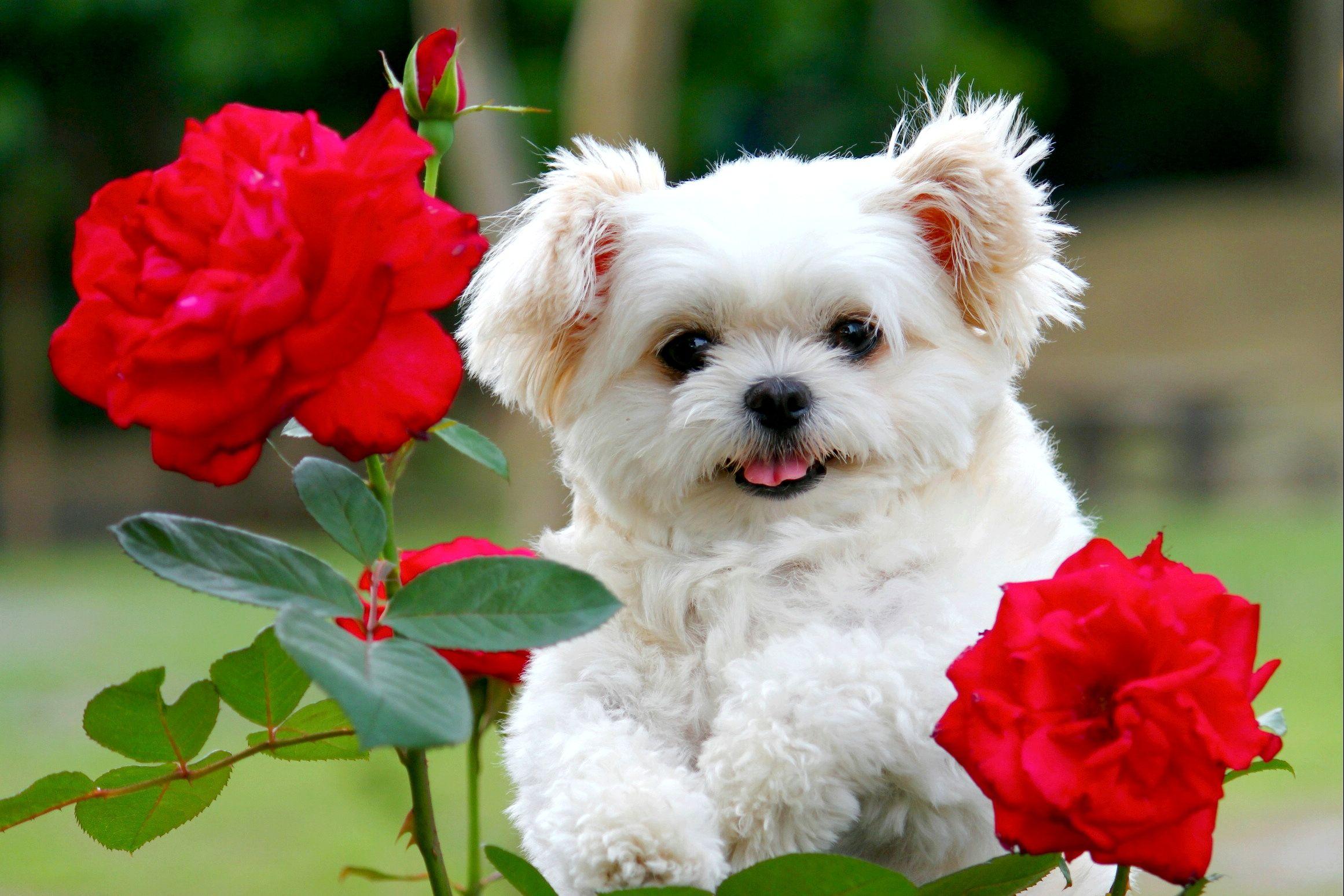 Flowers. Cute puppy wallpaper, Cute fluffy puppies, Cute white puppies
