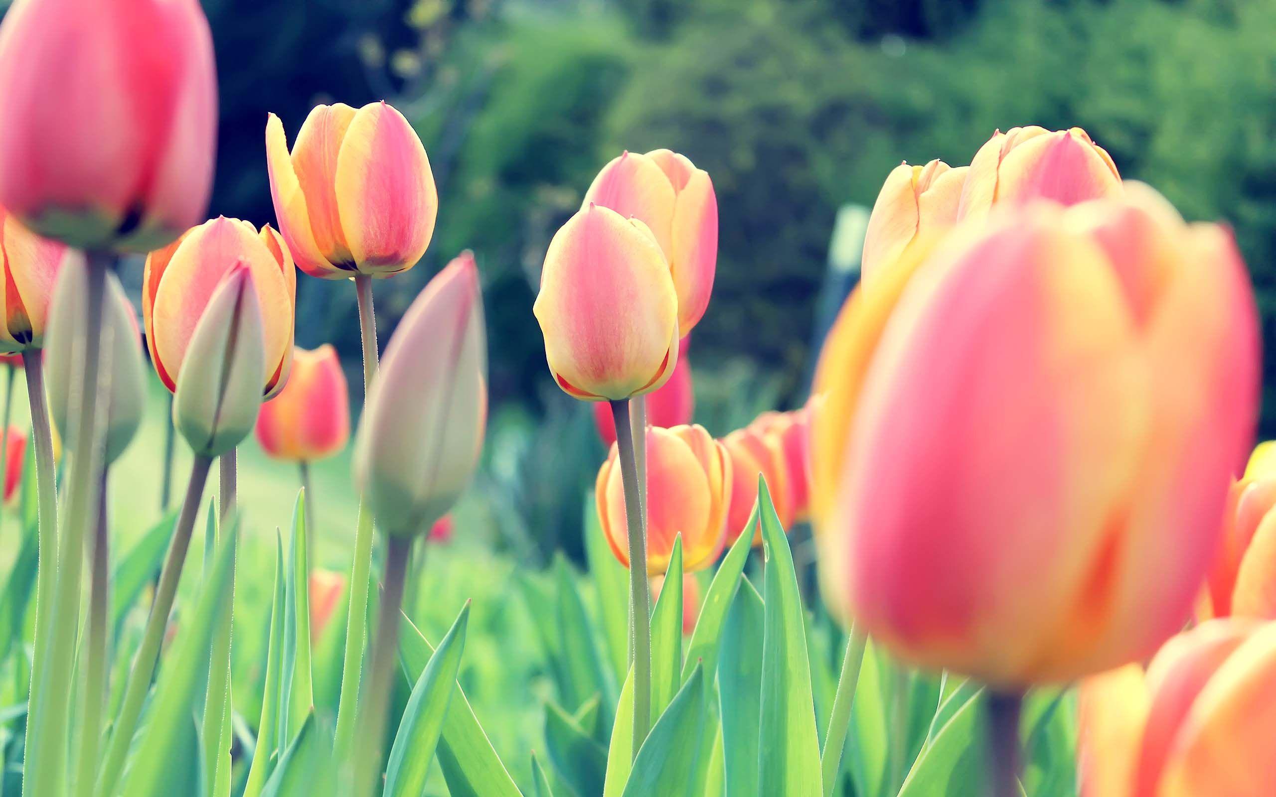 Flower Tulips Free Desktop Wallpaper 2560x1600 PC