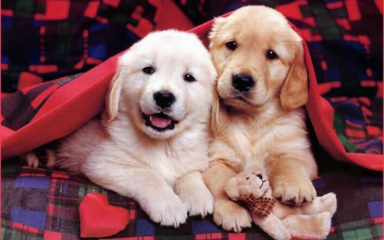 Cute Puppy Picture For Wallpaper