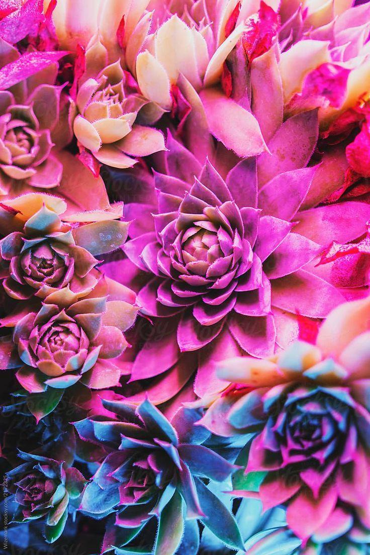 Pink Succulent Phone Wallpapers - Wallpaper Cave