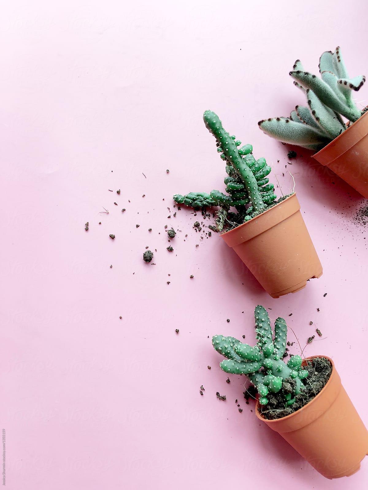 succulent plant on pink background