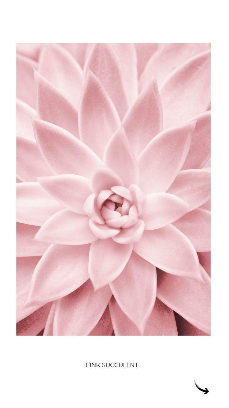 Pink Succulent von Sisi und Seb. Plakat. artboxONE #sukkulente