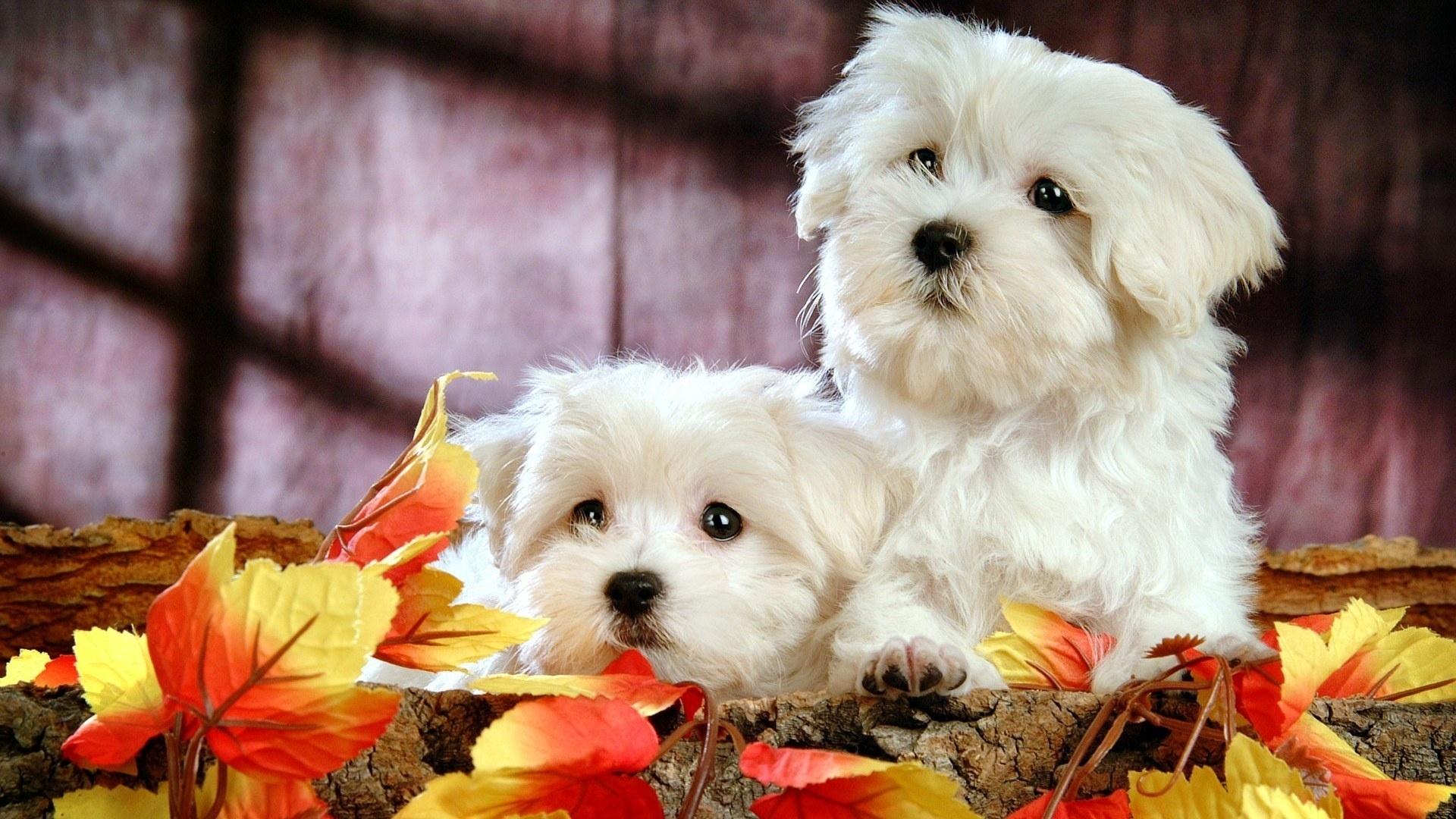 Free download Cute Bichon Puppies HD Desktop Wallpaper HD Desktop