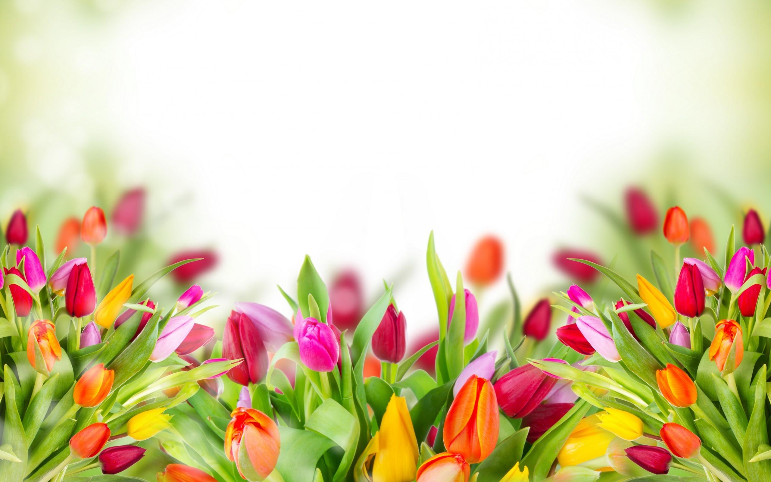 Tulips Background Wallpaper