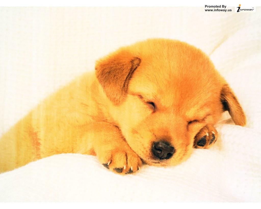 cute puppy wallpaper for desktop. cute puppy wallpaper fo