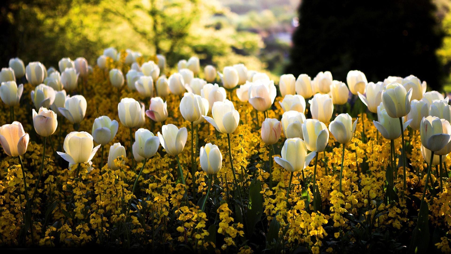 White Tulips HD Wallpaper