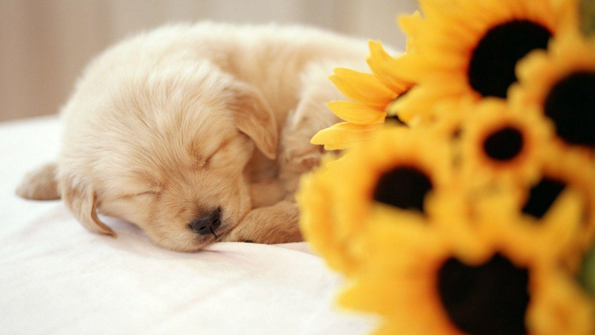 Wallpaper Cute Puppies Desktop. Best HD Wallpaper. Puppy