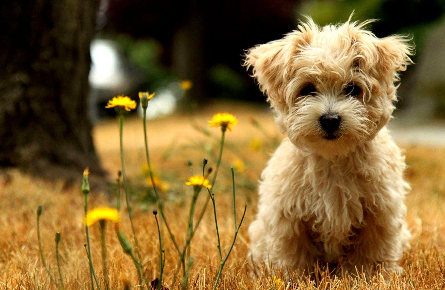Cute Puppy Desktop Wallpaper