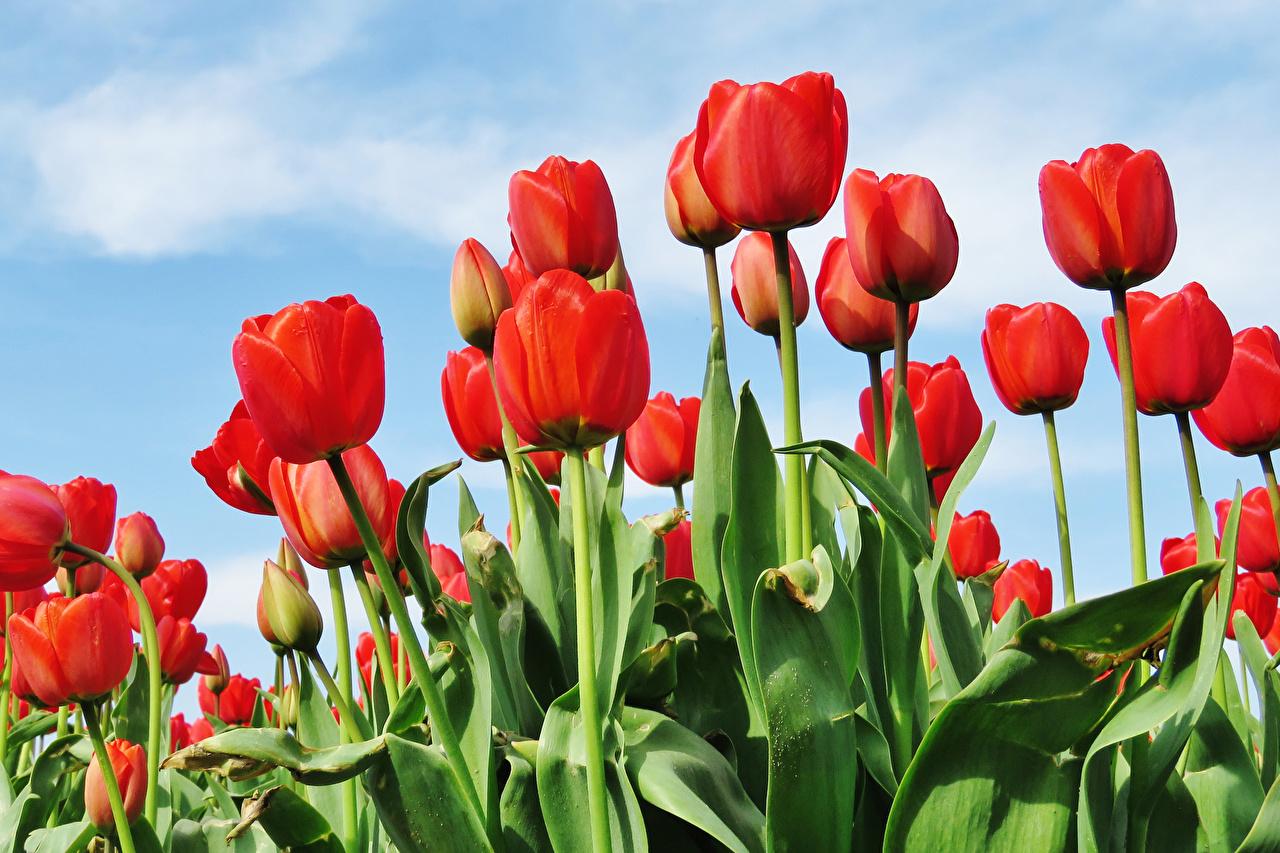 Desktop Wallpaper Red tulip flower