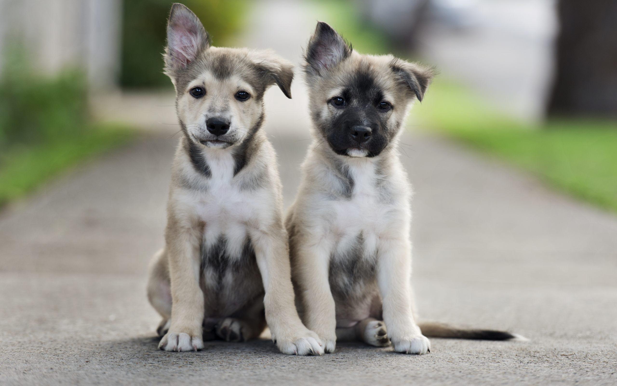 Cute Puppies Wallpaper HD Download For Desktop And, Download