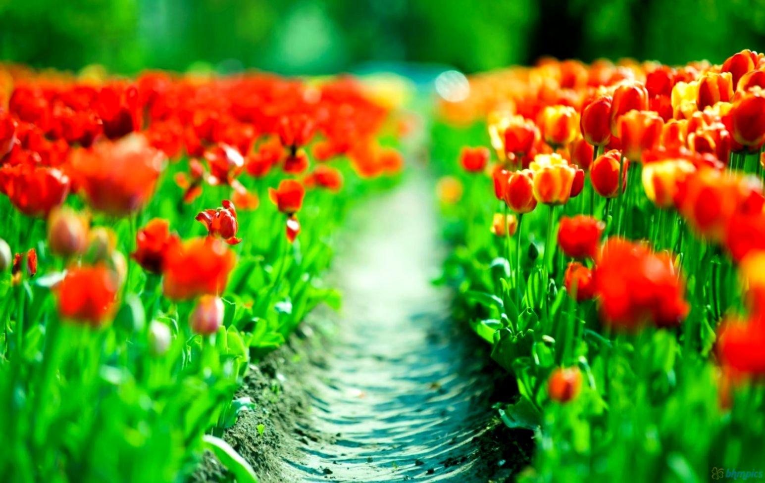 Tulips Flower Wallpaper Flower Wallpaper For Desktop