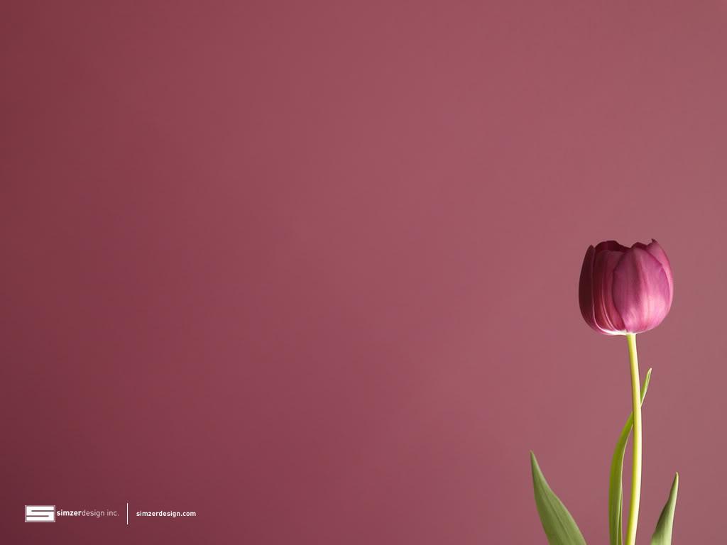 tulips wallpaper background