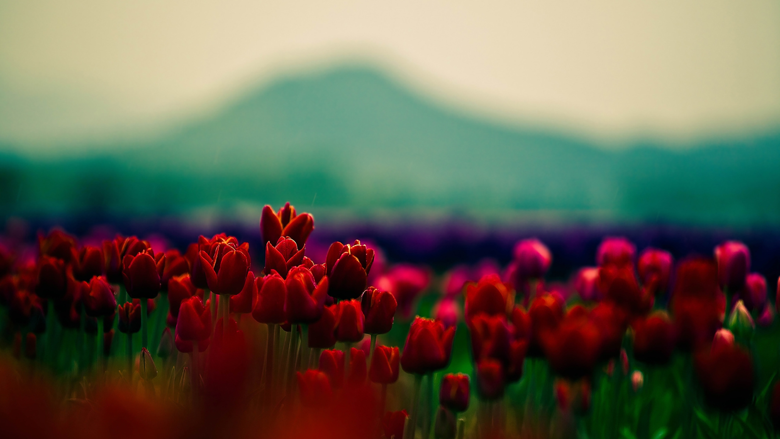 Wallpaper tulips 4k HD wallpaper red Valentines Day February 14  Nature 283