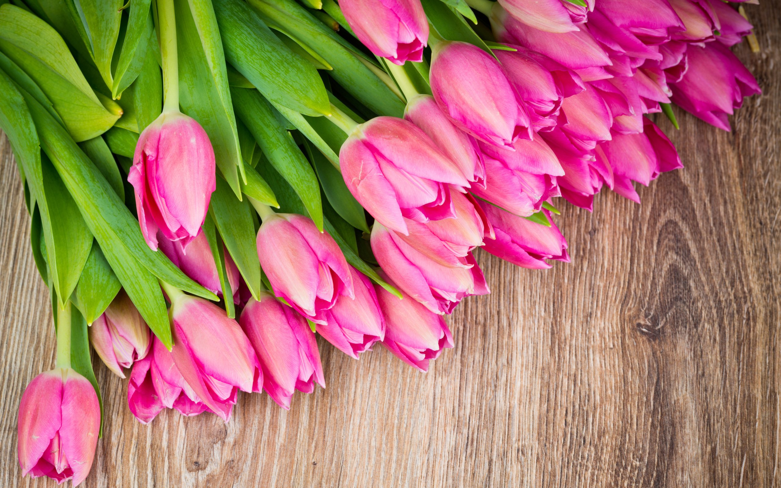 pink tulips, bouquet, tulip, flowers desktop wallpaper 62659