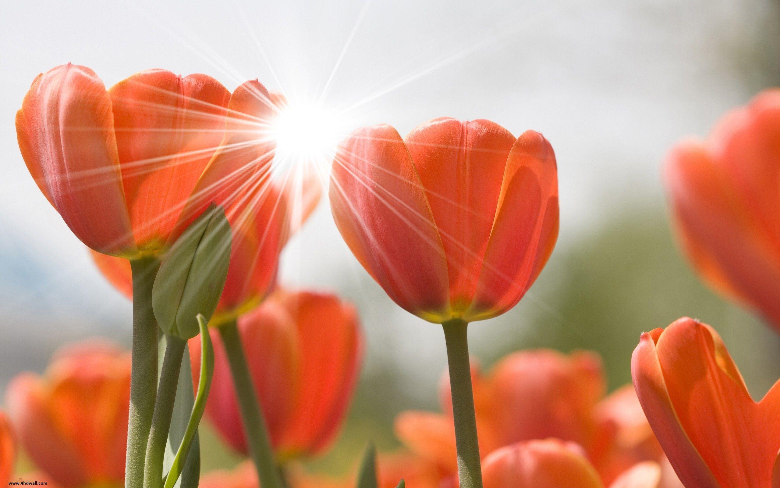 Tulips Wallpaper Image Photo Picture Background