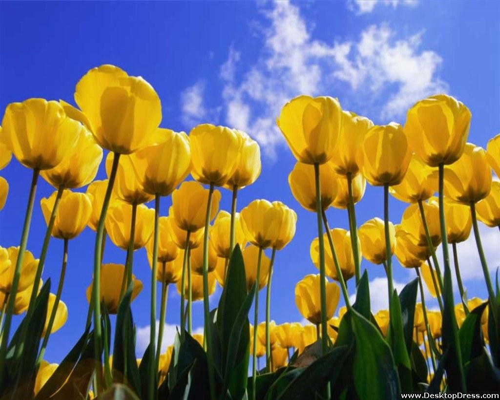 Desktop Wallpaper Flowers Background Yellow Tulips in Sky