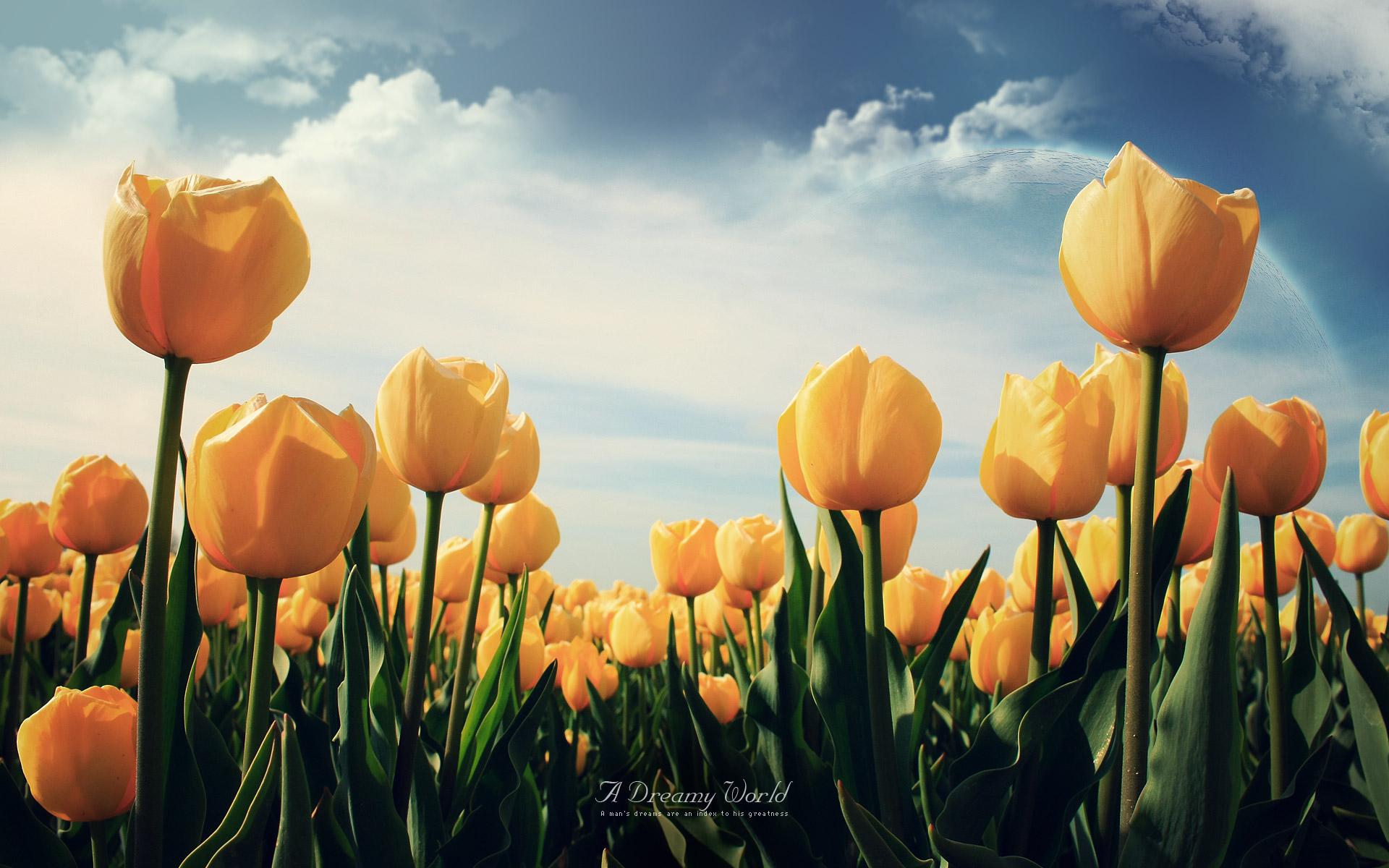 Yellow Tulips # 1920x1200. All For Desktop