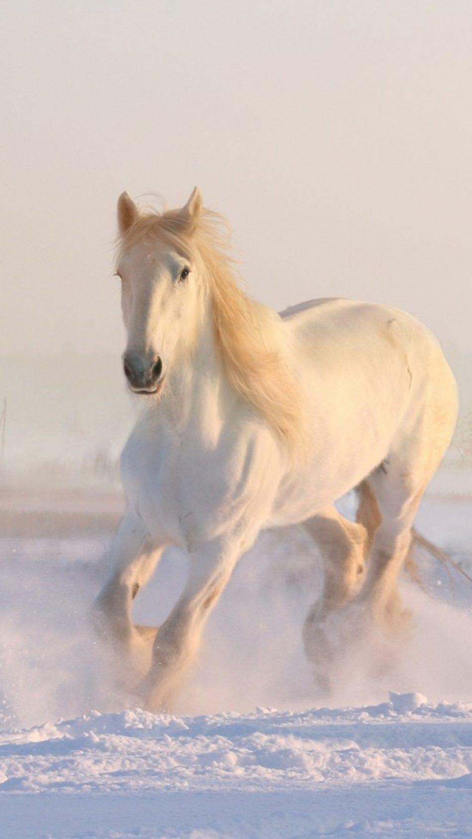 White Horse Running Winter Snow HD Mobile Wallpaper. Horses