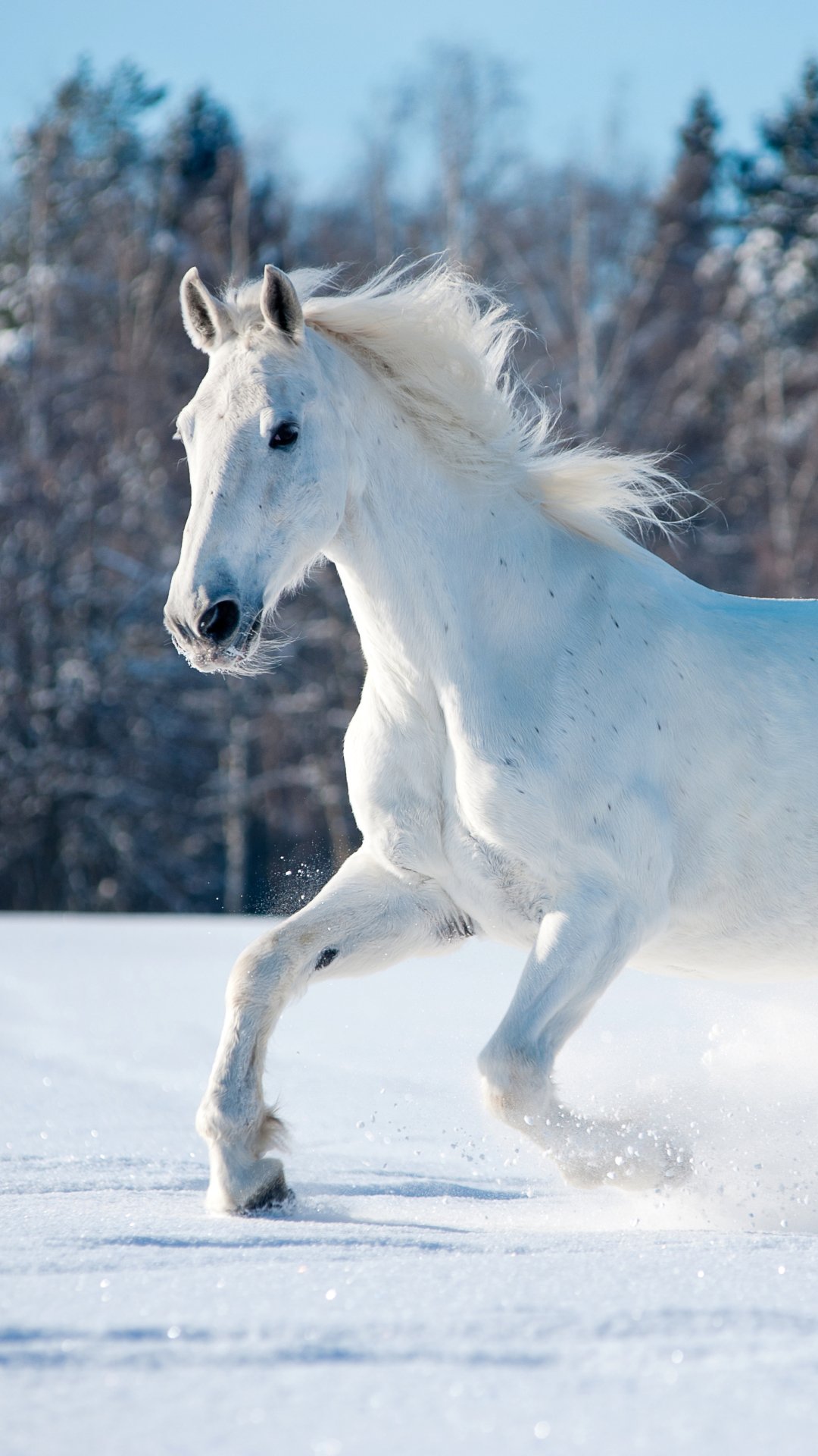 A White Horse Runningw Horse Wallpaper