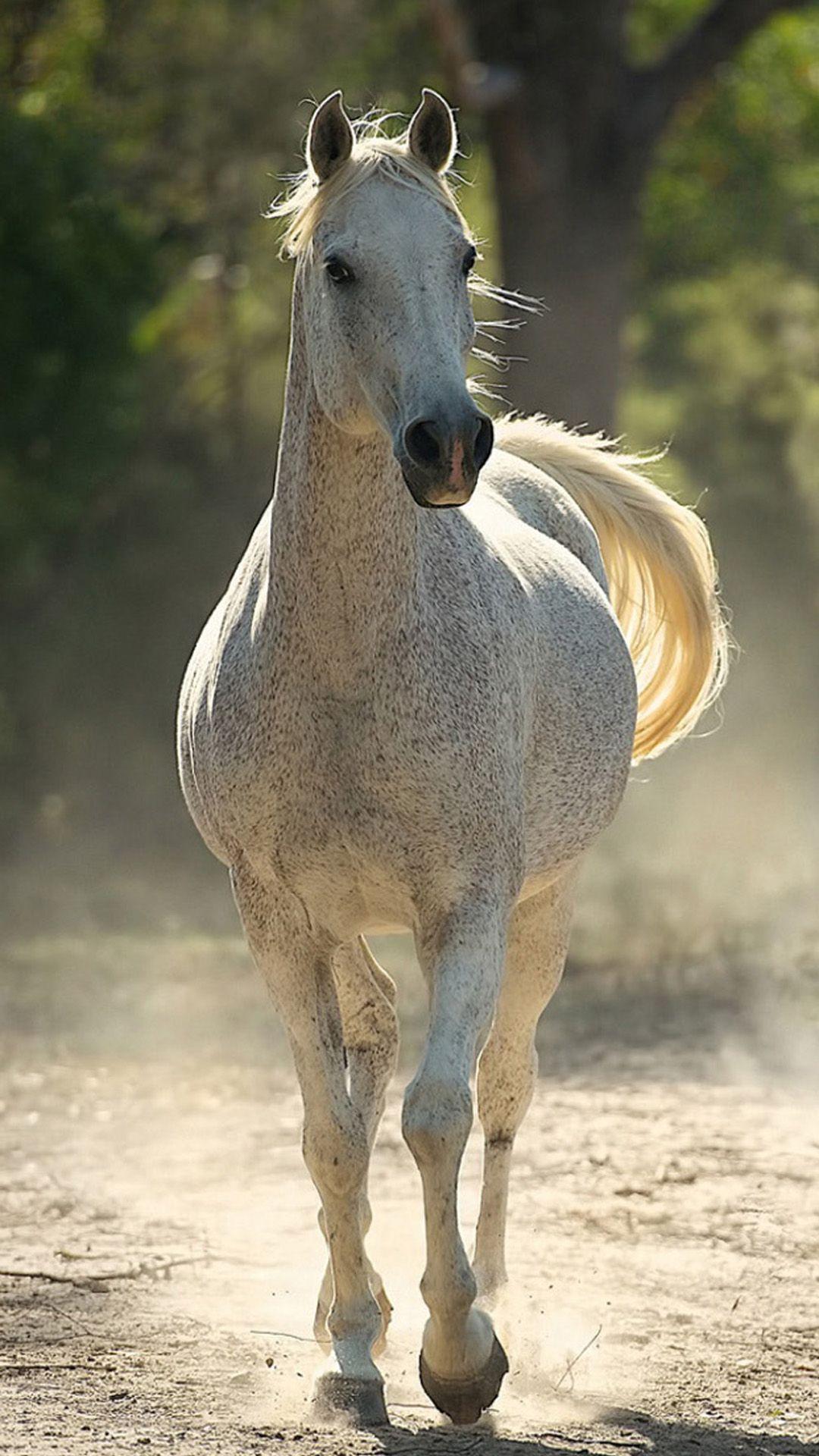 Running Horse Mobile HD Wallpapers - Wallpaper Cave