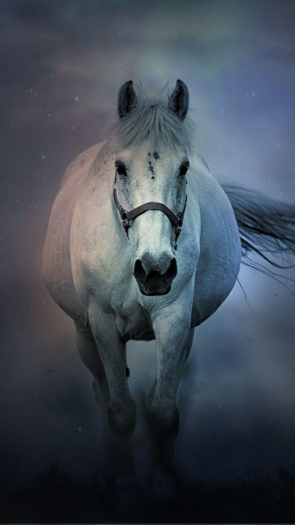 White Horse Running. Atlar ve Hayvanlar