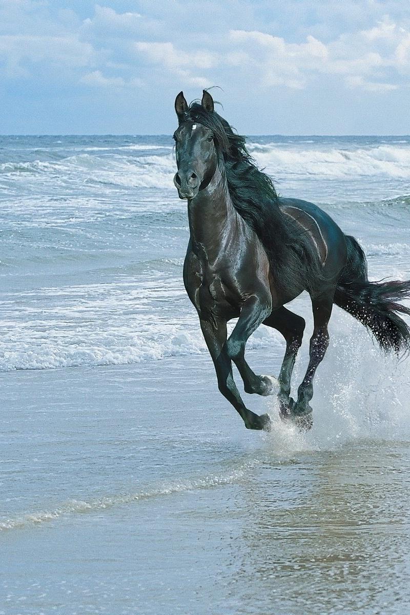 Wallpaper Horse, Beach, Running, Sand, Spray Wallpaper