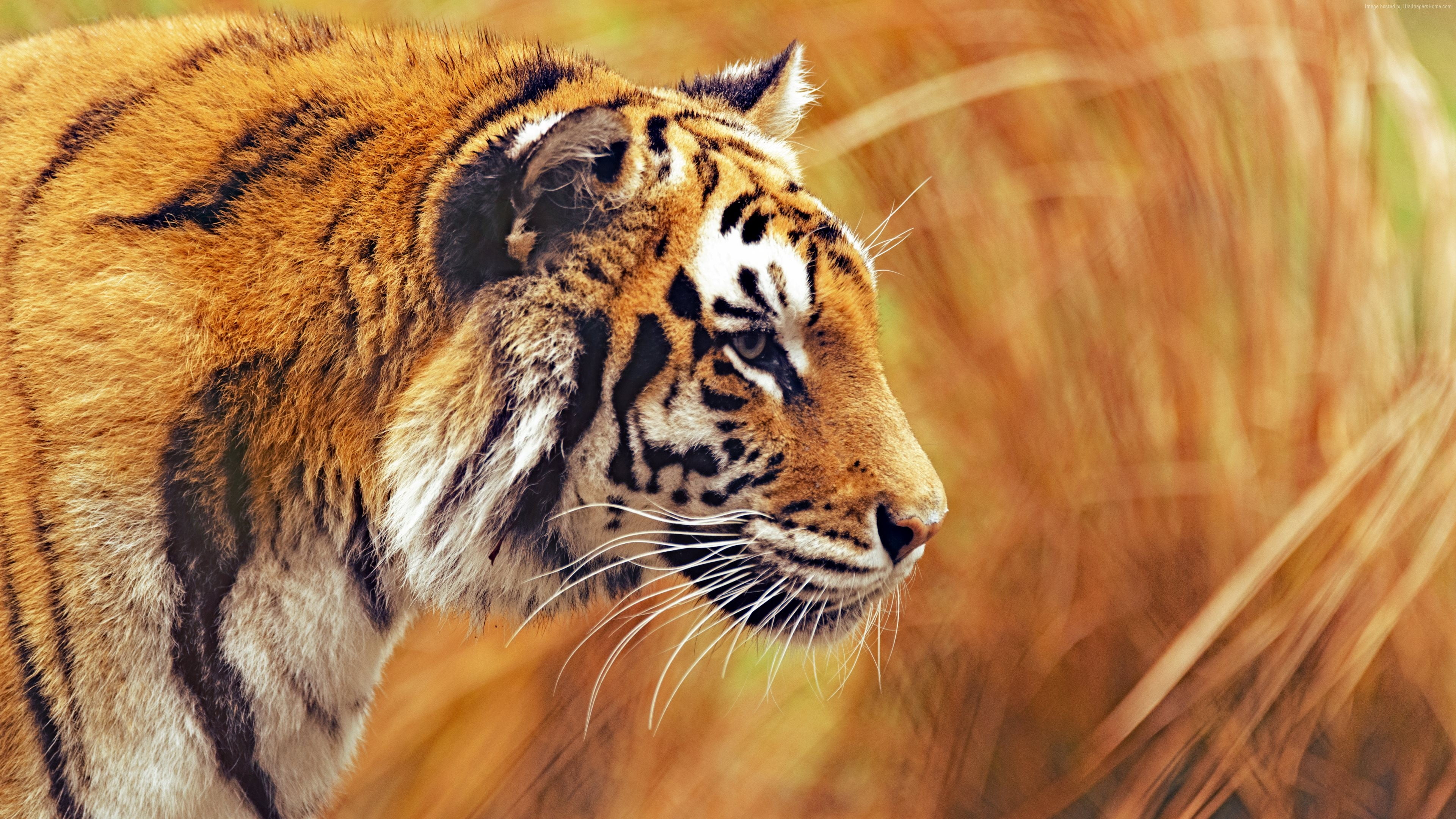 Yellow, black, and white Tiger HD wallpaper