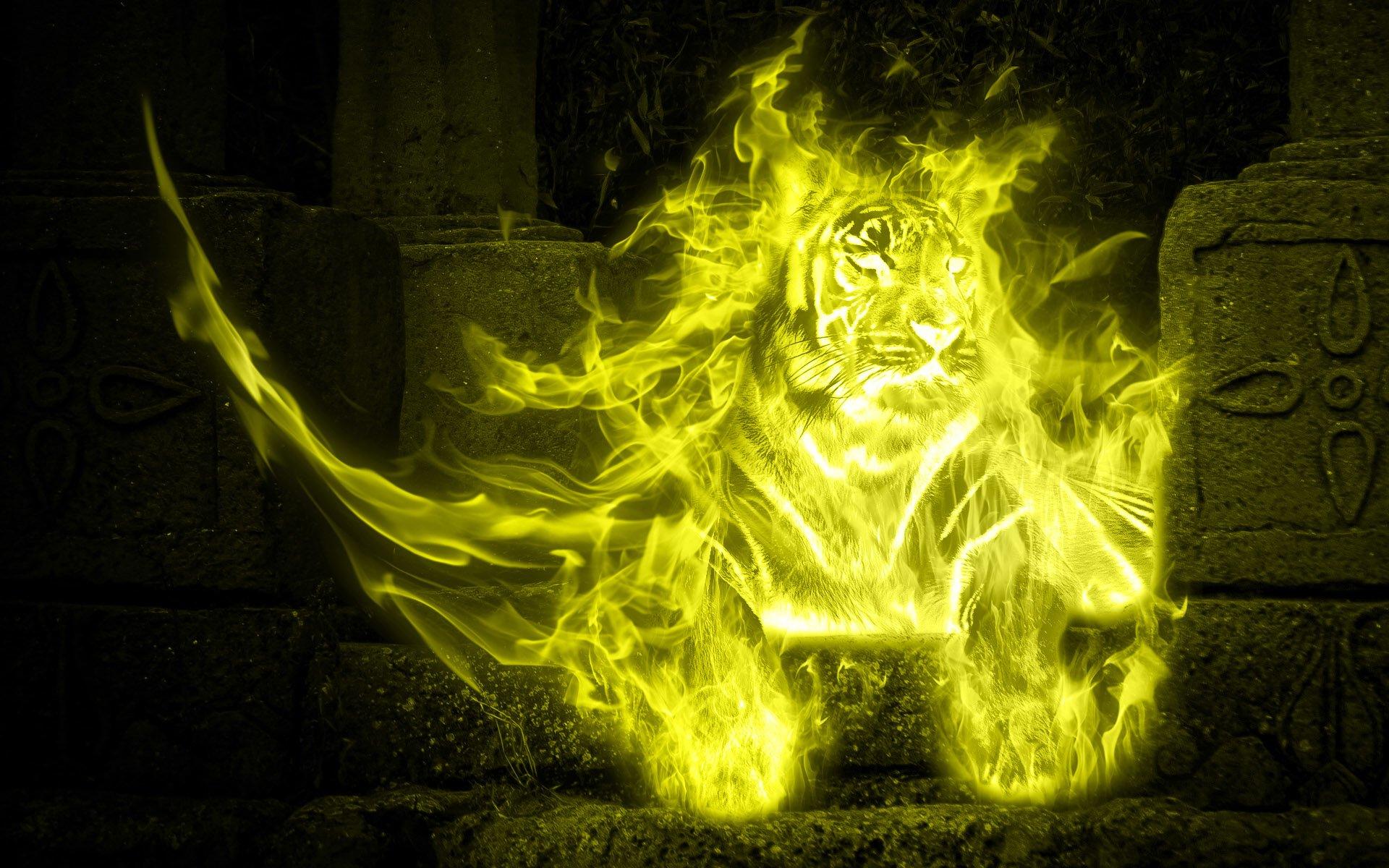 Tiger on fire HD Wallpaper