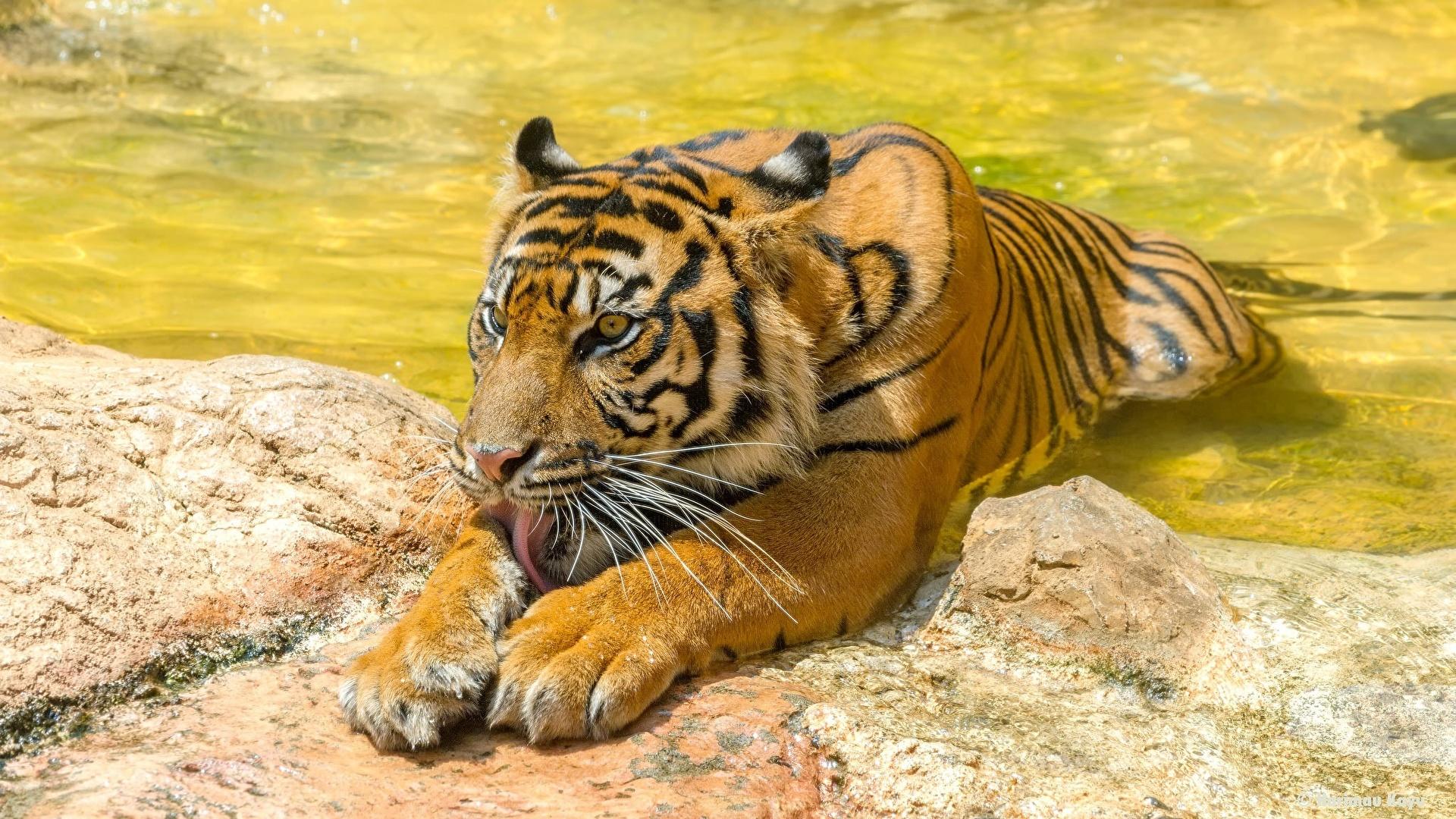 Desktop Wallpaper Tigers Tongue Paws Water Animals 1920x1080