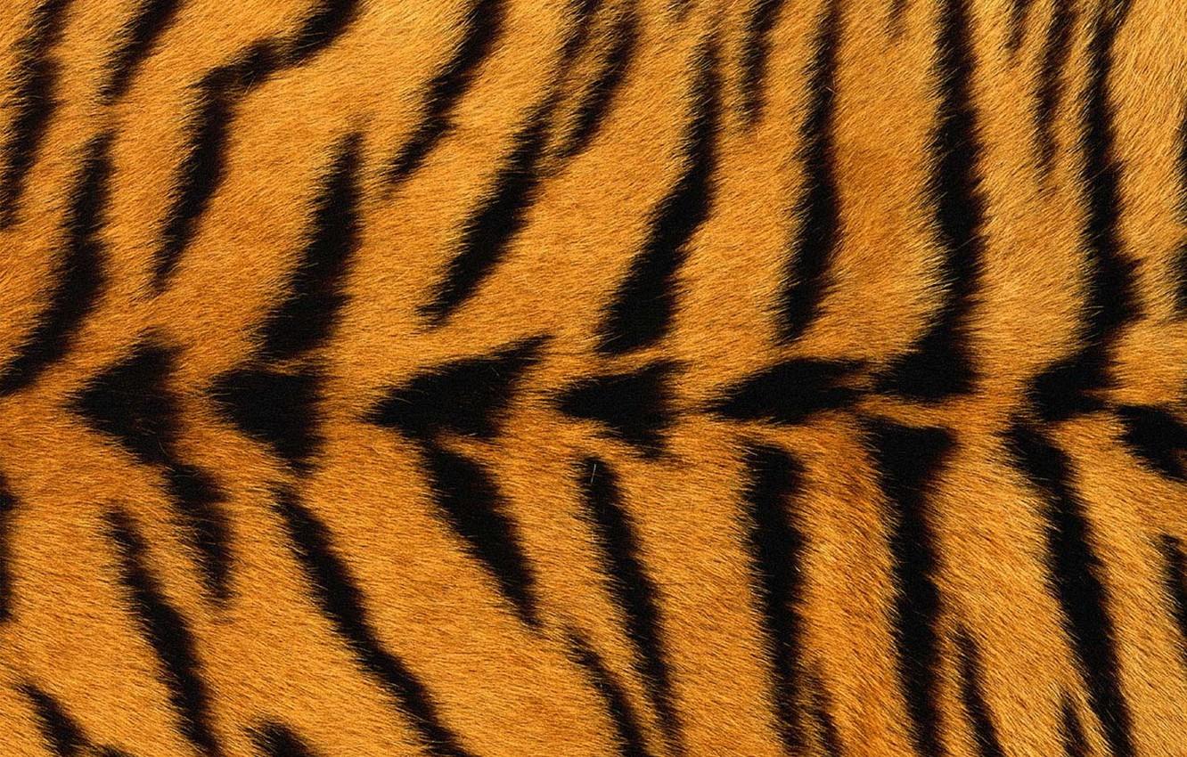 Wallpaper tiger, texture, fur, black stripes, yellow background