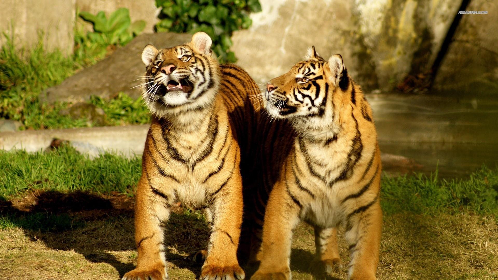 Tigers, animals desktop PC and Mac wallpaper