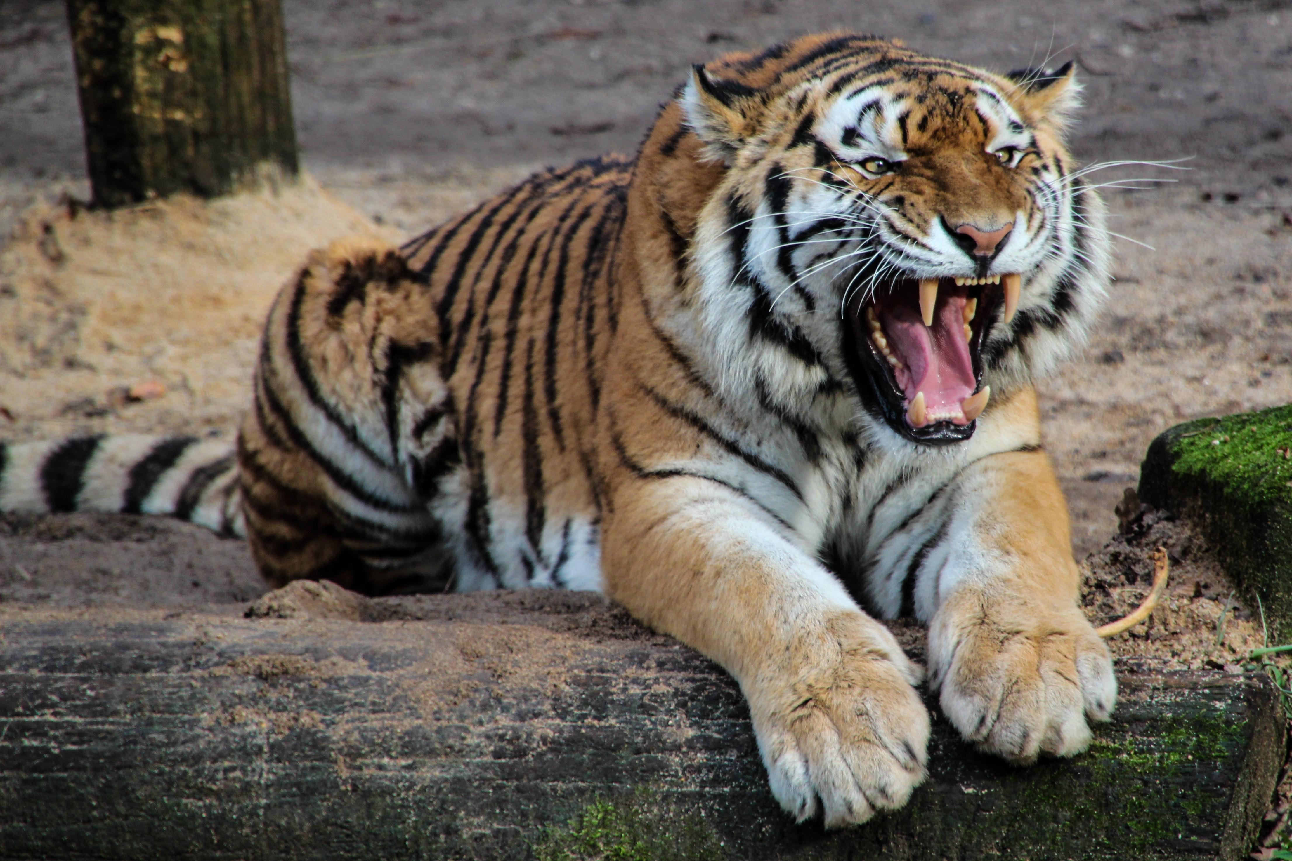 Black White and Yellow Tiger Sitting on a Beige Sand during