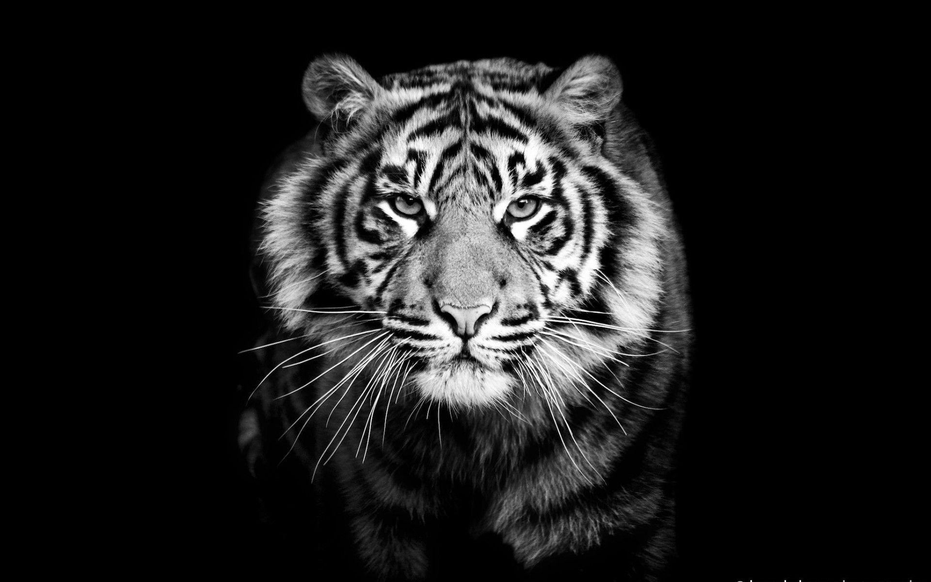 Tiger Wallpaper 4K, Majestic, Ferocious