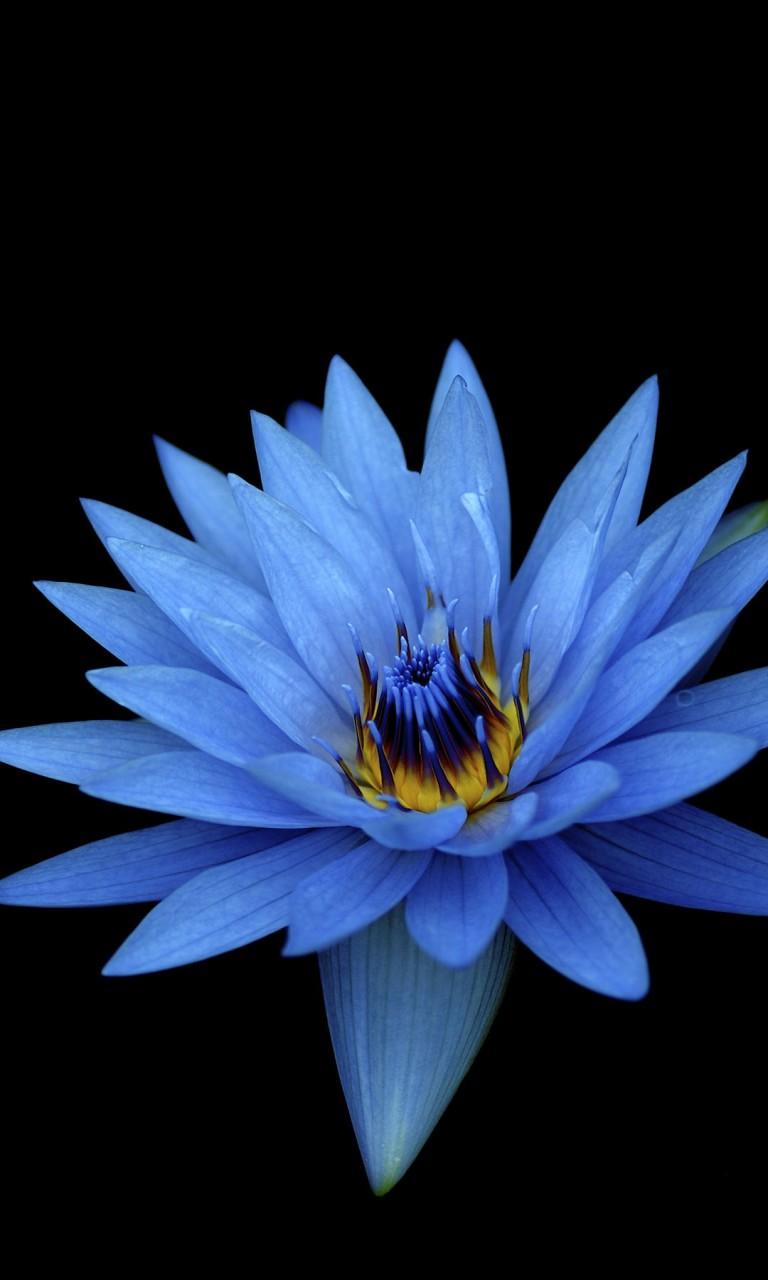 Sony Xperia Z Stock Blue Flower Wallpaper