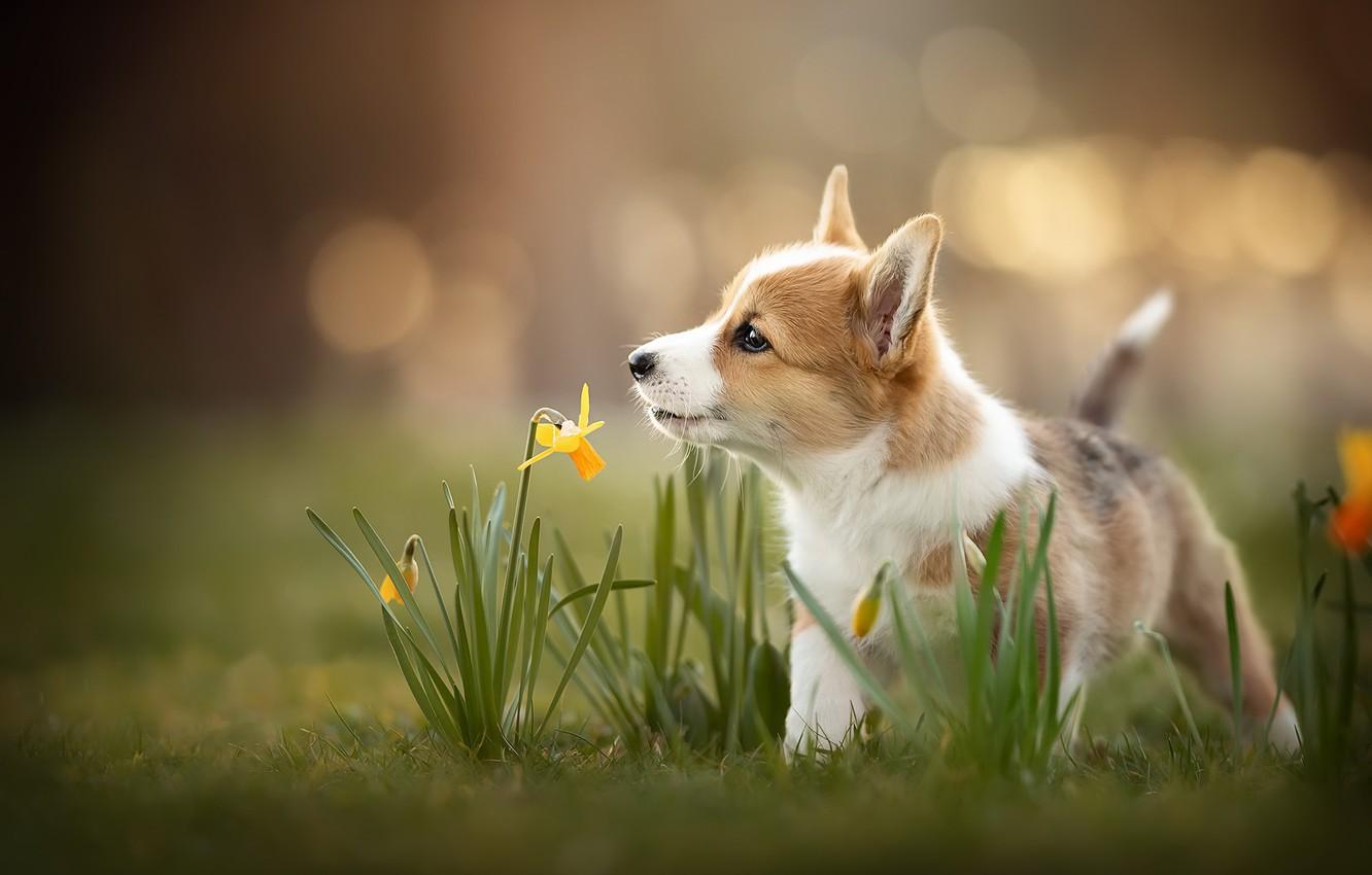 Wallpaper dog, spring, puppy image for desktop, section собаки