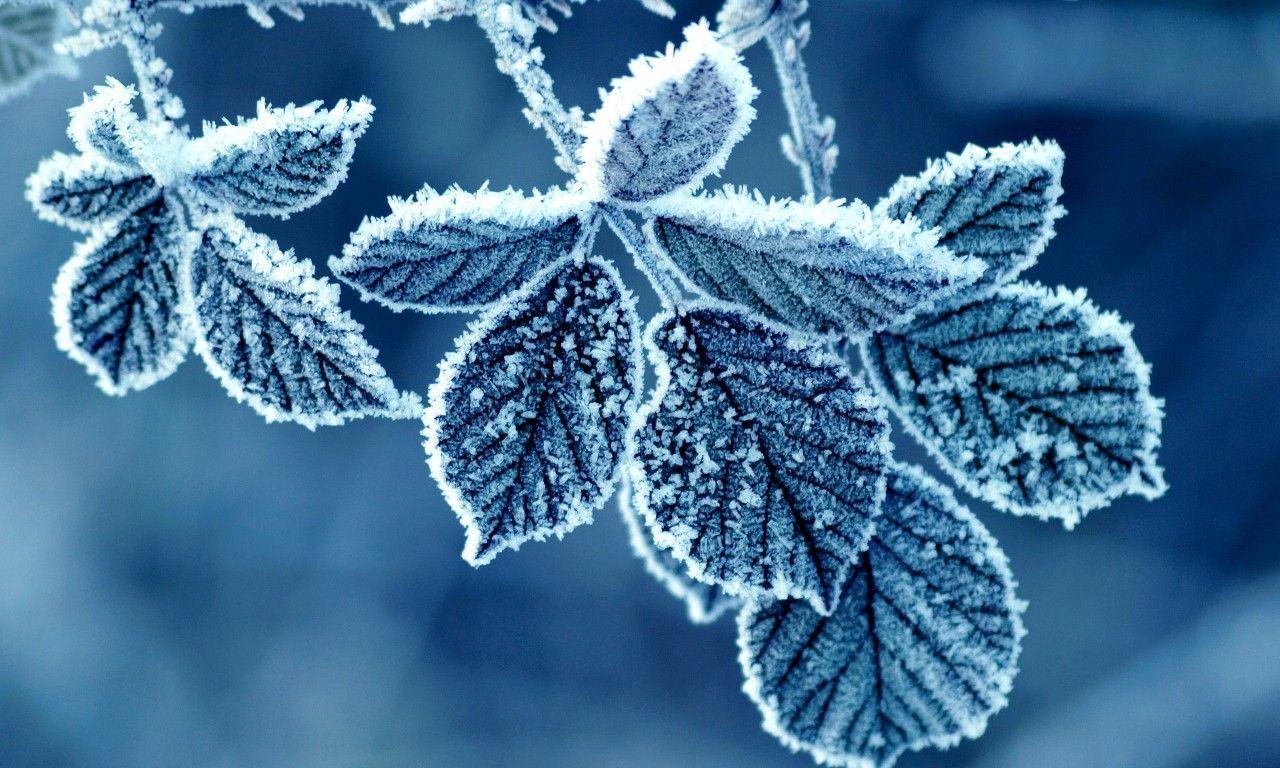 Winter morning frost on leaves. Winter leaves, Winter wallpaper